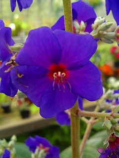穂咲きノボタン２