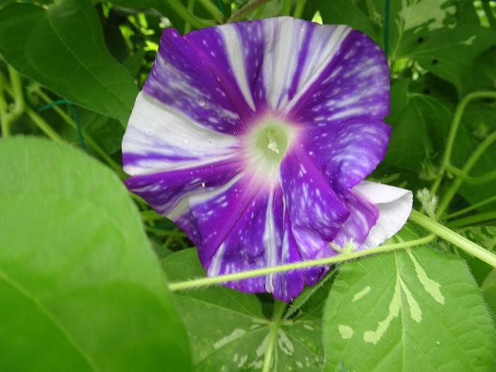 DSC06768_R.JPG