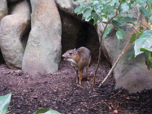 シカは 日本の山でよく見かける動物 アフリカにはいない 私設見逃してもいい動物園 楽天ブログ
