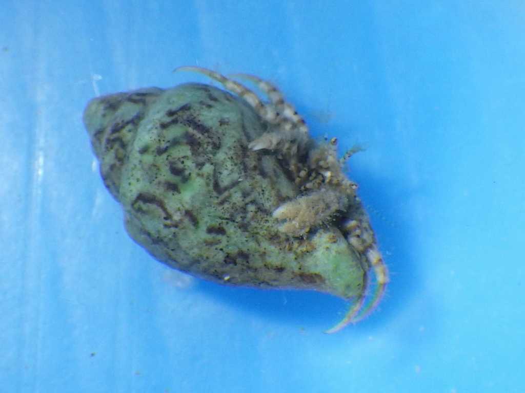 ホソケアシツノヤドカリ（Diogenes pallescens）3　和歌山採集
