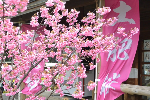 土肥桜