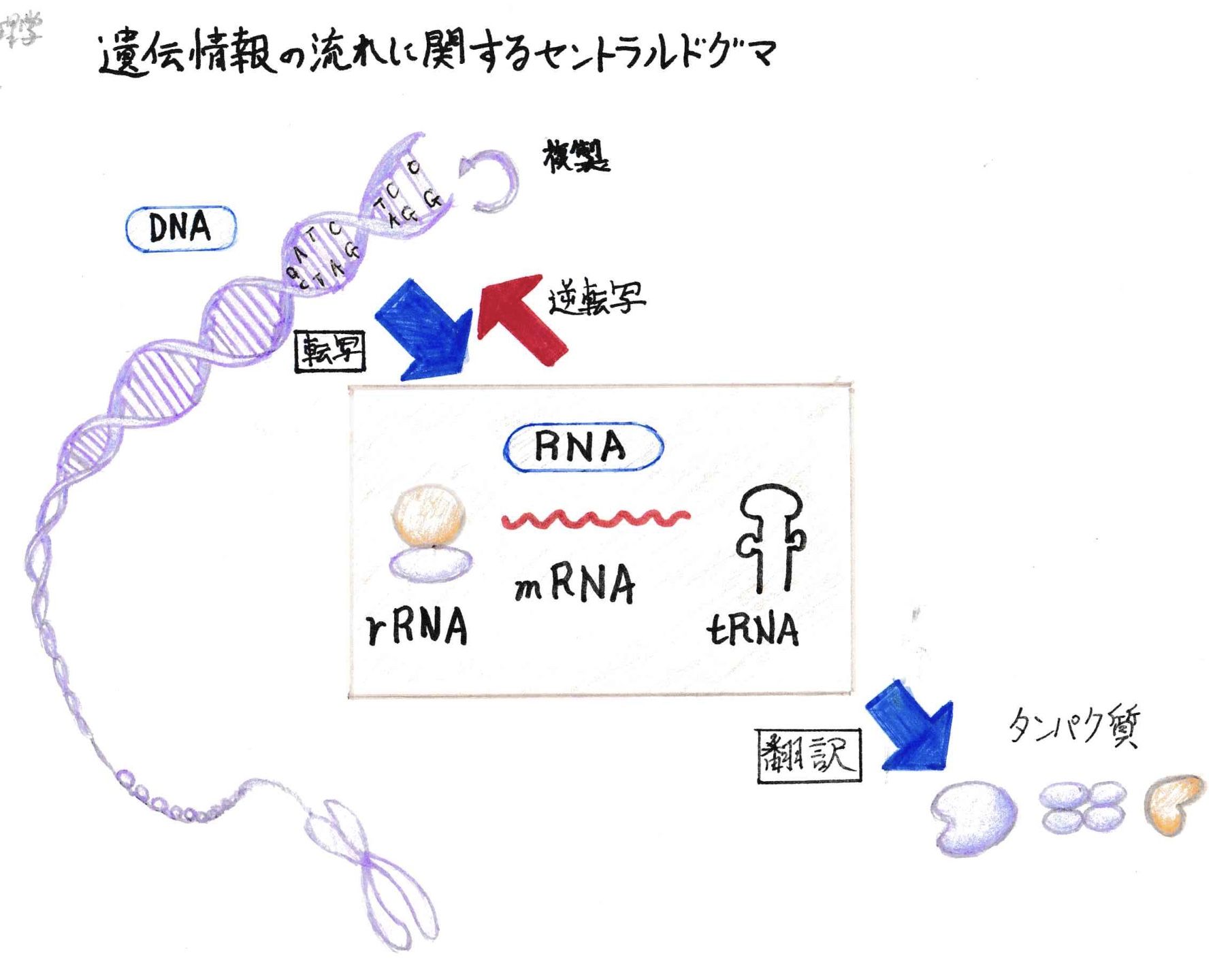 グリーンランタン かわいいでゅ 日本第一党を応援 楽天ブログ