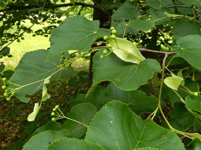 森林植物園訪問 百四十回目（6/6） その4 香りの丘の3 | ジュラのお散歩花日記 - 楽天ブログ