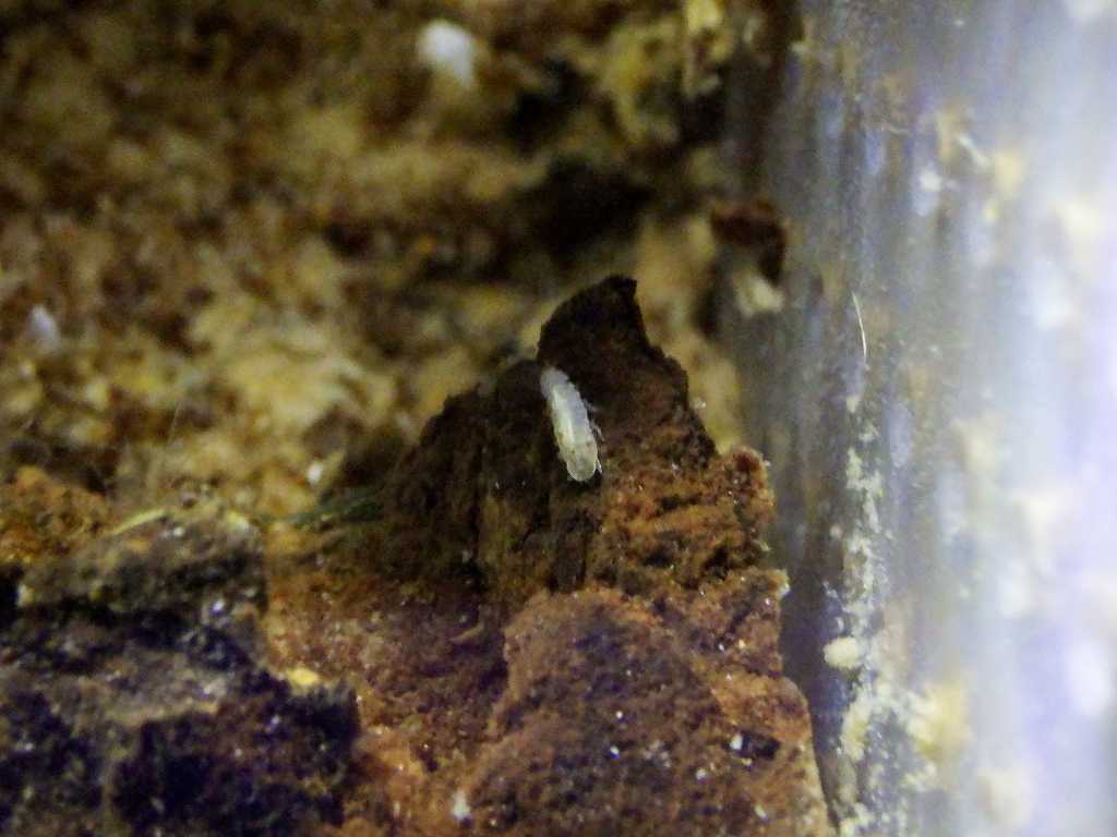 等脚目の一種（Isopoda sp.）1