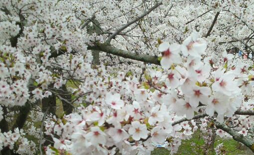 rblog-20150404184509-00.jpg