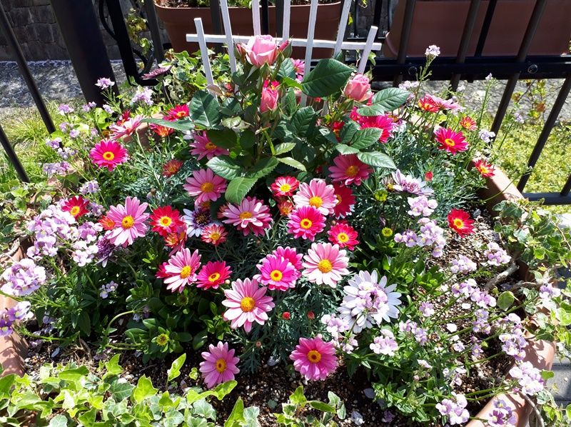マーガレットとオステオスペルマムの寄せ植えと球根の後始末 狭い庭を花いっぱいにする育て方 楽天ブログ