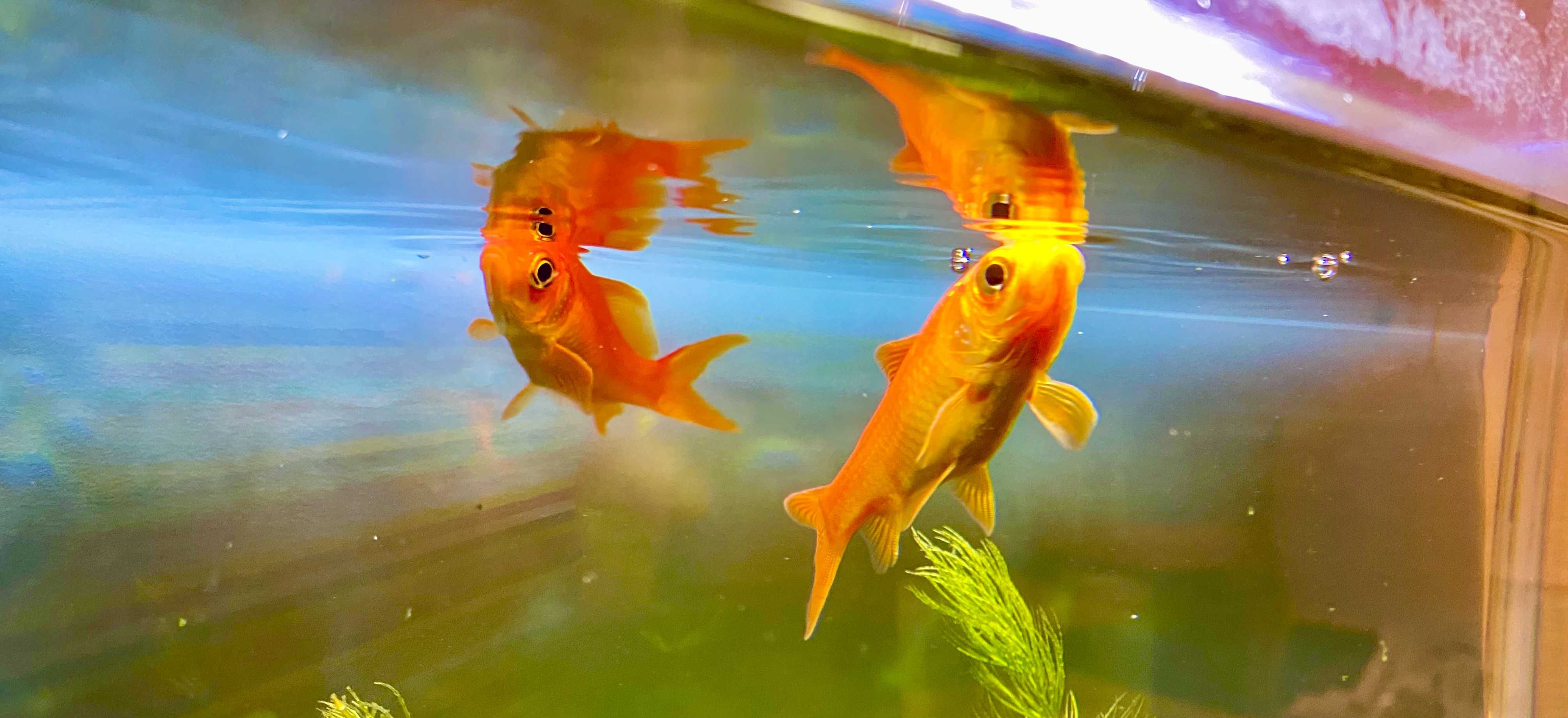 水色ぴちぴちライフ