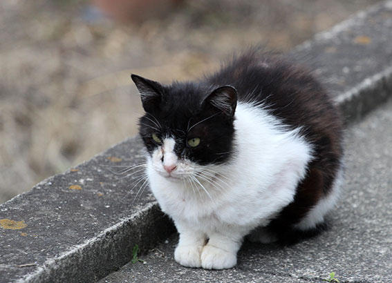 我が家のニャンコ♪2014/04/21-1