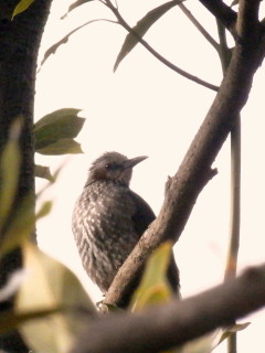 ヒヨドリ　1.21　2015