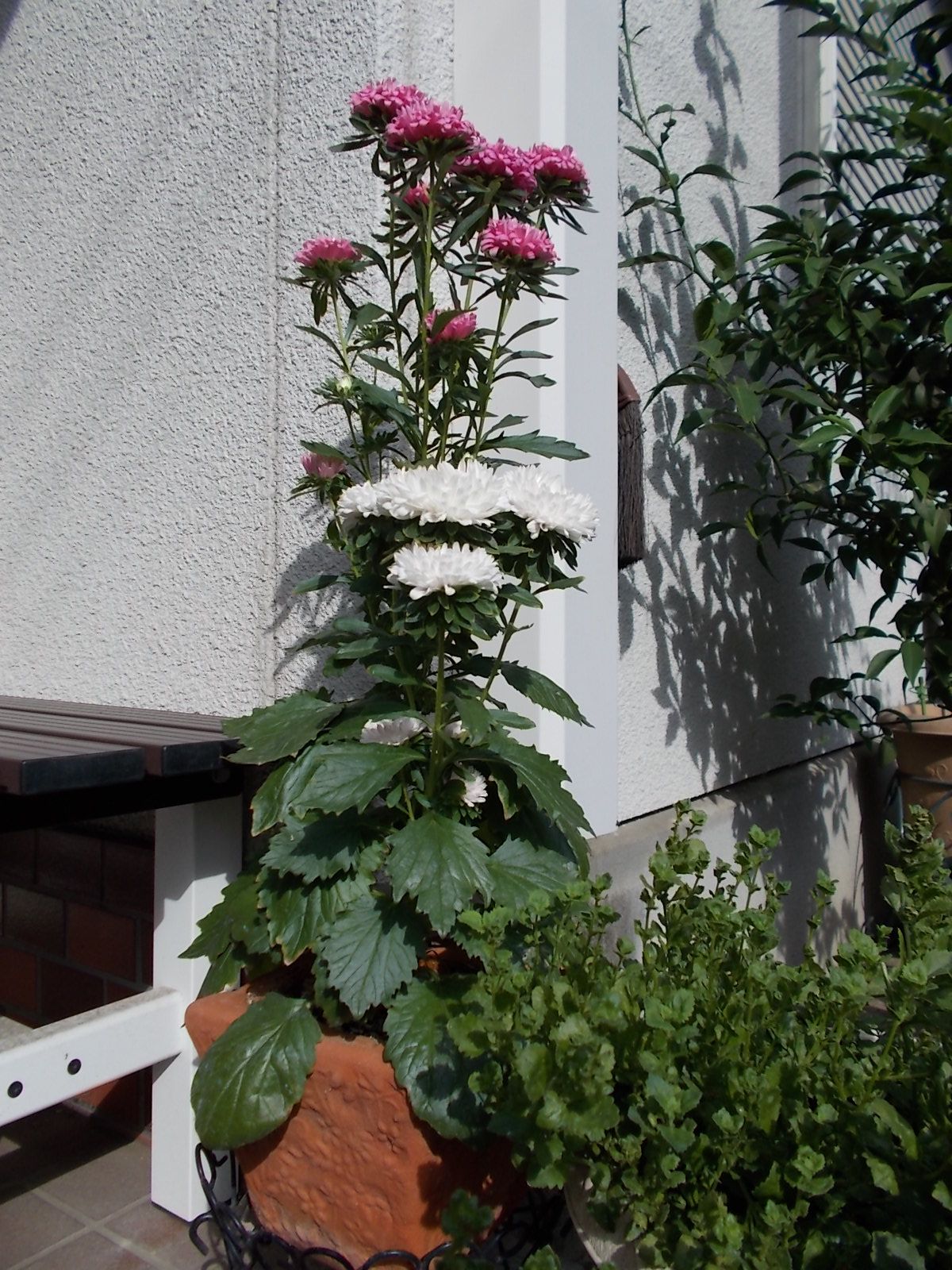今 我が家で一番綺麗な花はアスターです バラを咲かせることが好き 楽天ブログ