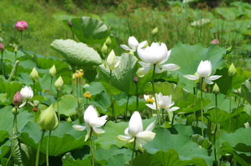 昭和記念公園のハスの花