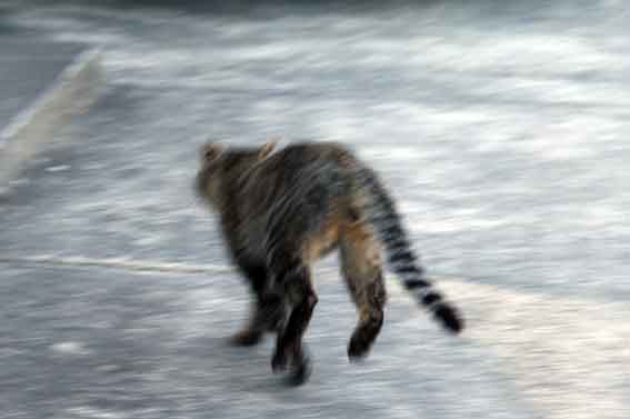 我が家のニャンコ♪2013/3/17-3