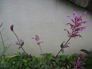 IMG_5908ss.jpg