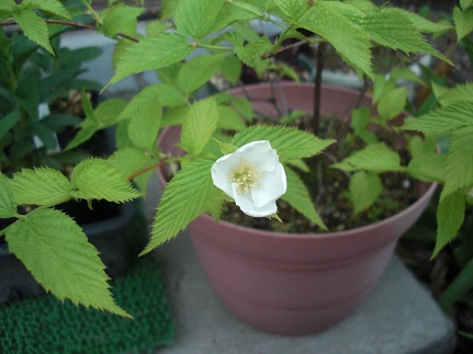 20130527白ヤマブキ.jpg