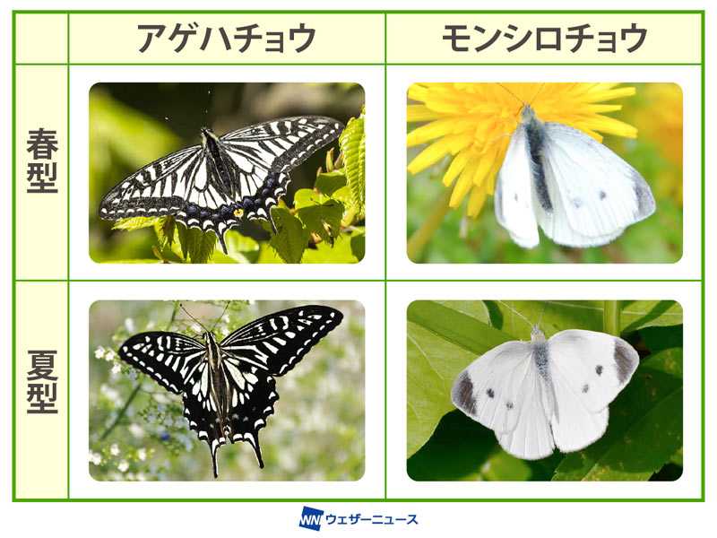 モンキチョウ白型 – モンキチョウ 画像 : 身近な昆虫モンシロチョウ観察のすすめ – YNCEIS