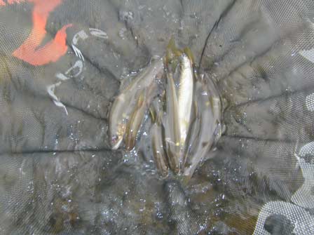 120811釣果.jpg