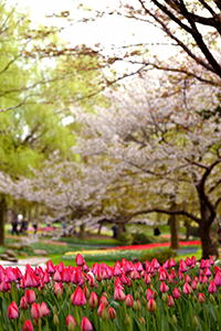 桜とチューリップ