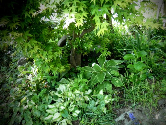 P5010081和の庭ﾌﾞﾛｸﾞ.jpg