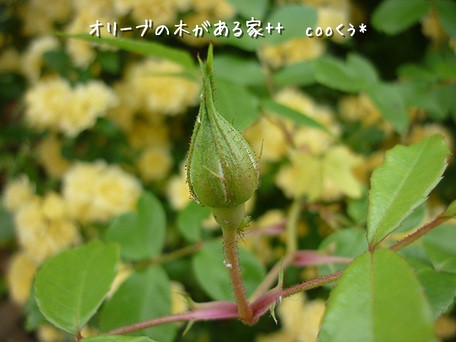 つぼみ１.jpg