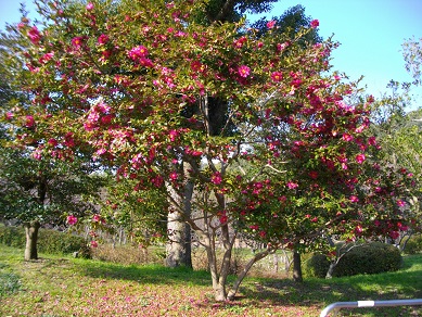 山田池公園　さざんか