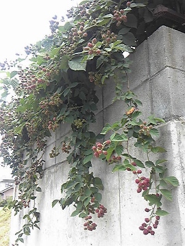 130630_121344 (270x360).jpg