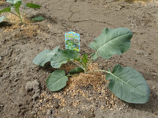 ブロッコリー苗を植えて1週間.JPG