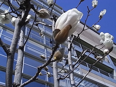 豊洲の木蓮