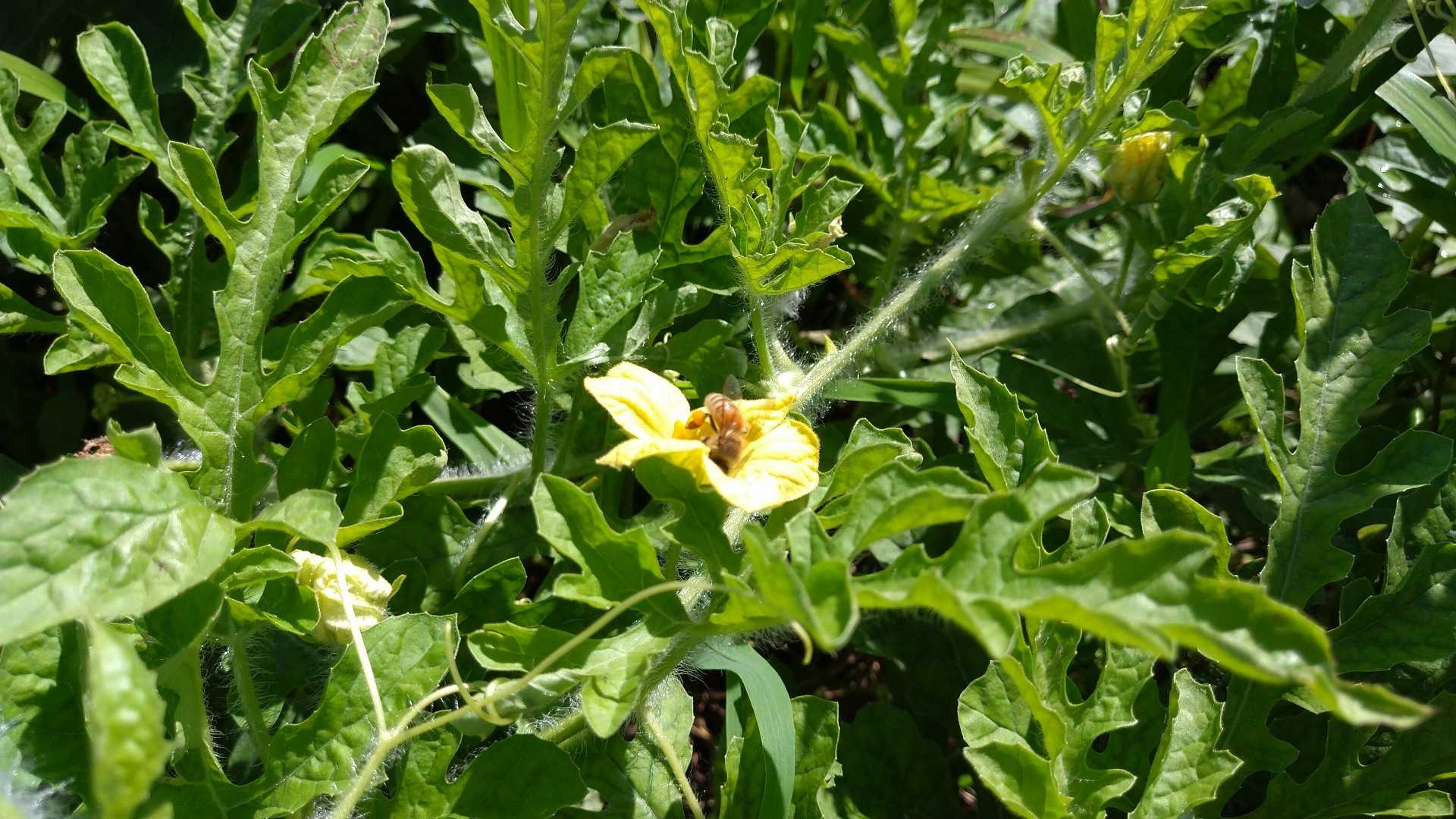 小玉スイカ カラス対策 肥料袋を被せる エコの実 ほったらかし野菜作りと知恵袋 楽天ブログ