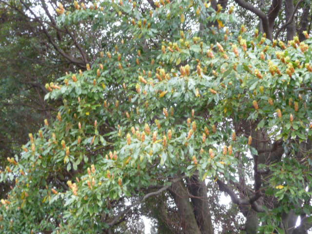 610 新芽