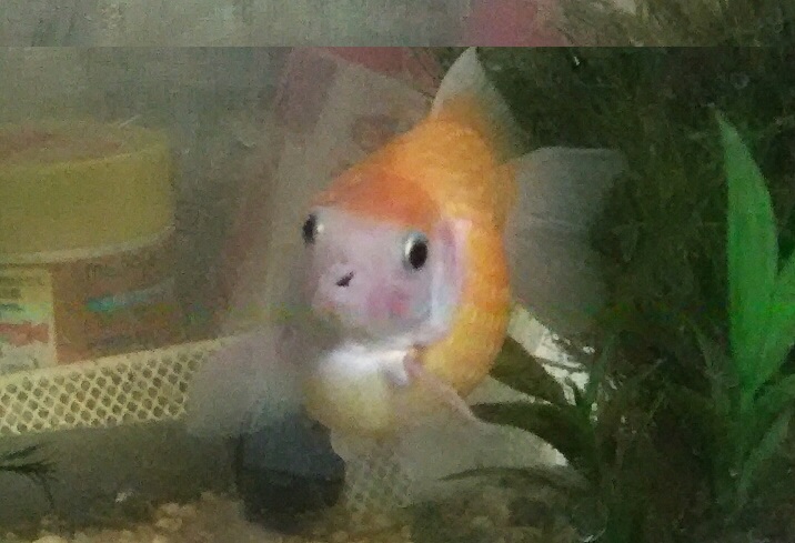 メダカ？金魚？