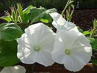 ４月１８日の誕生花 セラスチウム セラスチューム の花言葉 思いがけない出会い 幸福 の白い花 弥生おばさんのガーデニングノート 花と緑の365日 楽天ブログ