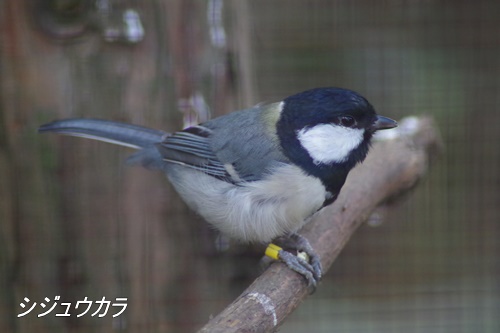 井の頭自然文化園