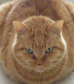 猫　容疑者１.jpg
