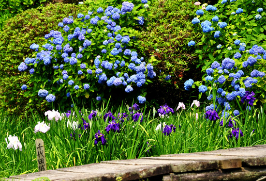 紫陽花１