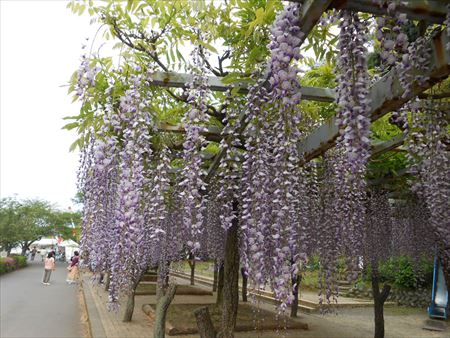 蓮華寺池公園　藤の花