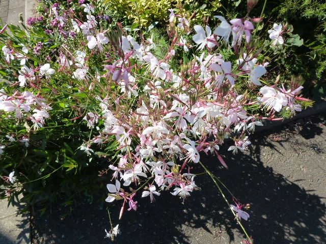 ガウラの白 菊 2種類 フェイジョアの実 写真あり 私の好きな花 楽天ブログ