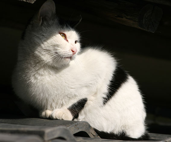 我が家のニャンコ♪2015/1/22-2