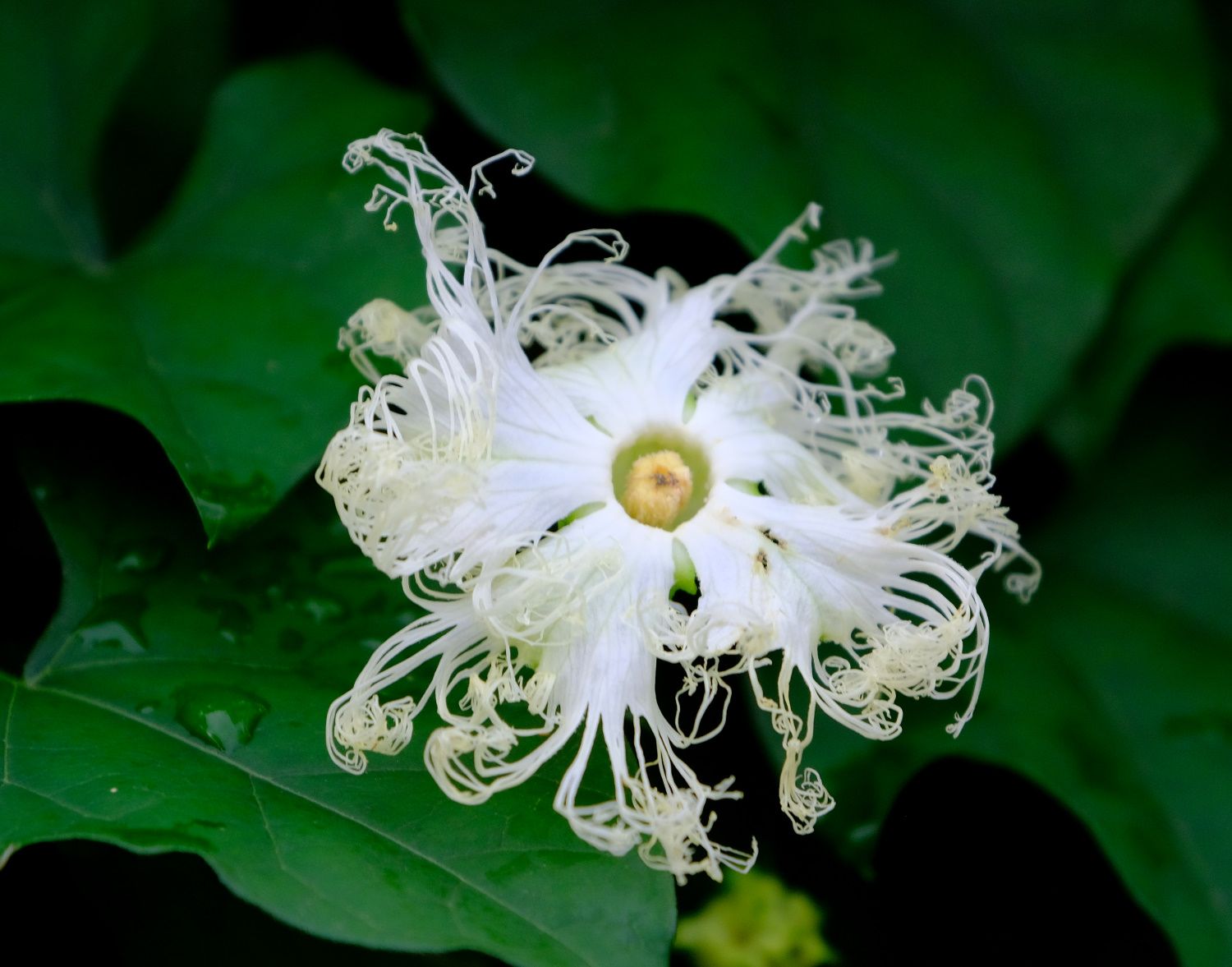 烏瓜の花と実 南風のメッセージ 楽天ブログ