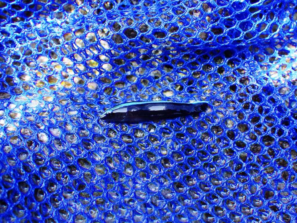 沖縄磯採集2019年9月上旬38　ホンソメワケベラ（Labroides dimidiatus）の幼魚