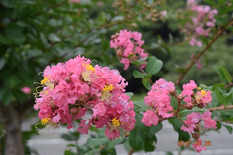 DSC_0123.jpg
