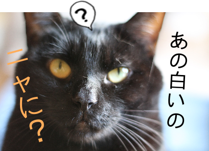 IMG_1429.png