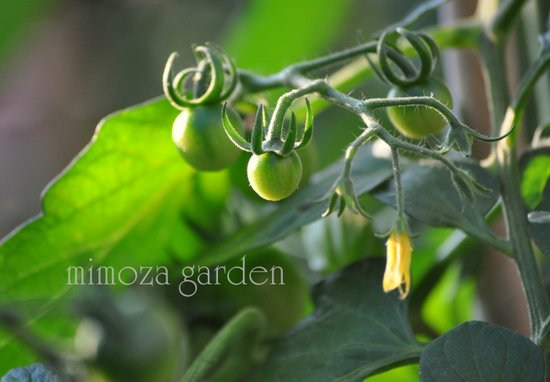 シベが巻き加減のミニトマト