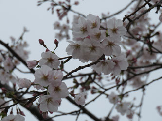 Sakura34