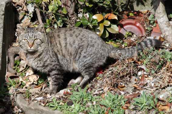 我が家のニャンコ♪2013/3/1-2