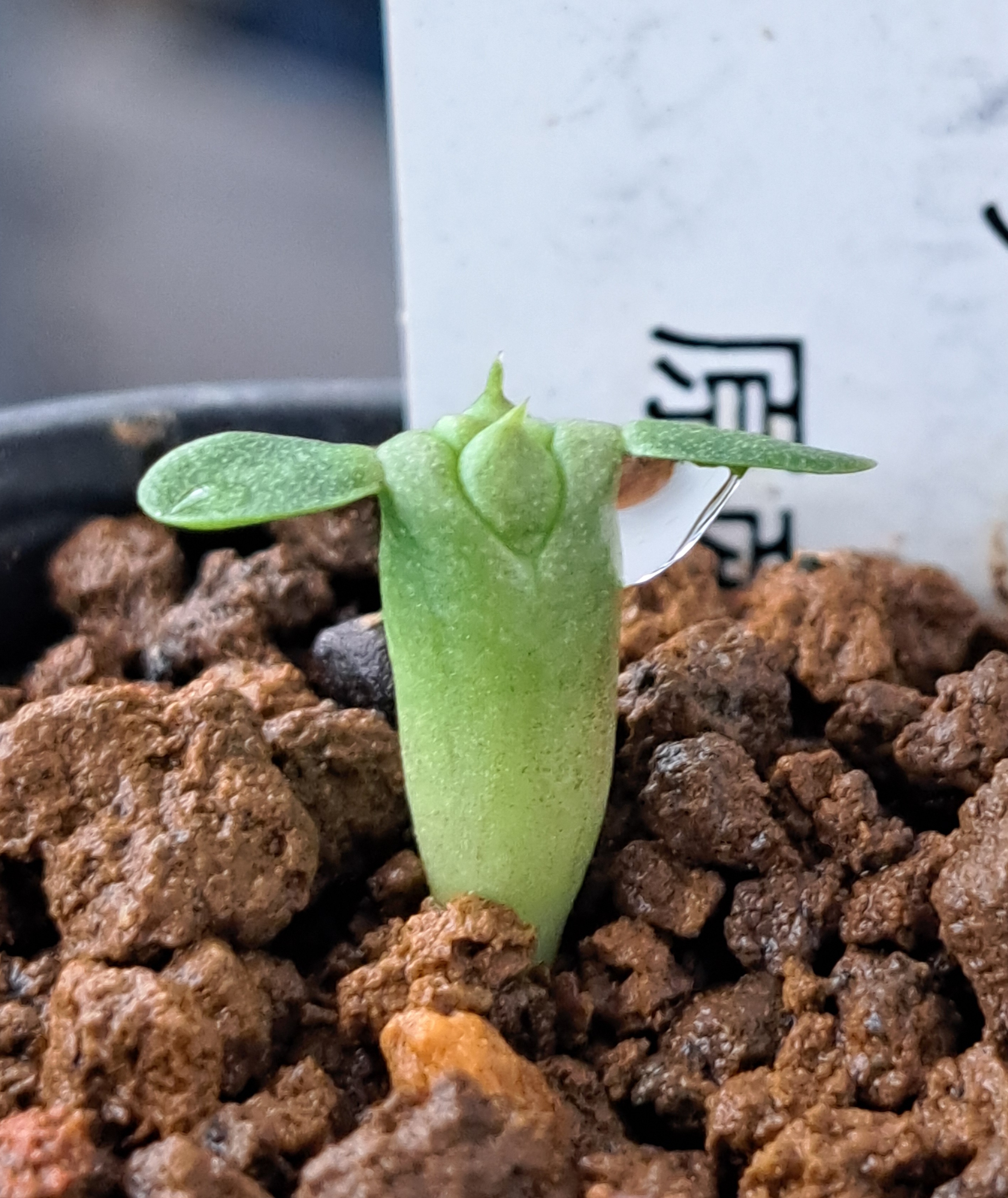 オベサ実生と何だか分からないヤツ | デルオの多肉日記 - 楽天ブログ