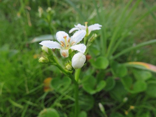 北ノ俣岳 ２６６１ｍ うれしい裏切りの山 Kikiの山行き 山と山の花 楽天ブログ