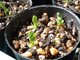 140409サヤエンドウ