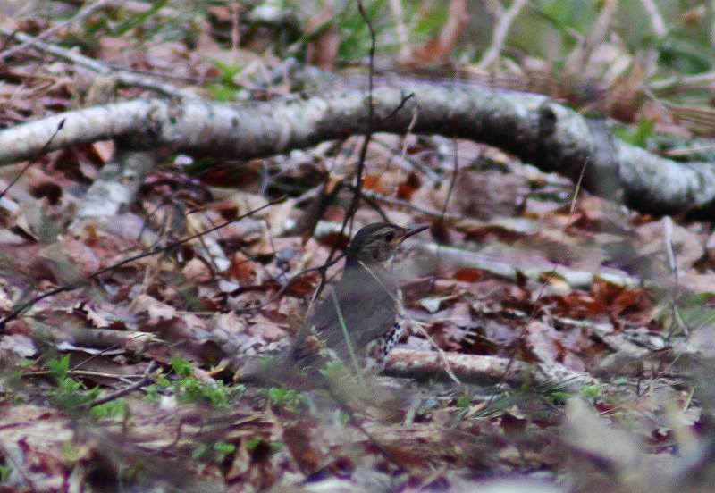 IMG_7387 (800x552).jpg