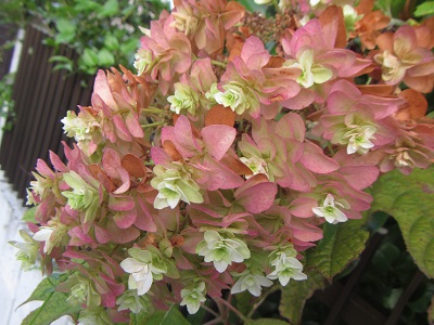 花６.jpg