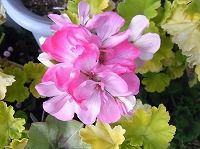 ４月１３日の誕生花 ゼラニウム ピンク の花言葉 決心 四季咲きゼラニウムのピンク色の花の 真の友情 弥生おばさんのガーデニングノート 花 と緑の365日 楽天ブログ